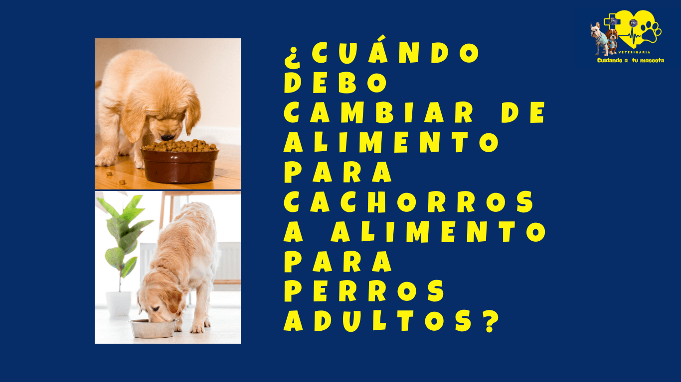 "Un cachorro de raza mediana disfruta de su comida en un tazón. Es importante cambiar gradualmente su dieta de croquetas de cachorro a croquetas de adulto entre los 12 y 15 meses para asegurar una transición saludable." veterinaria doctor pet