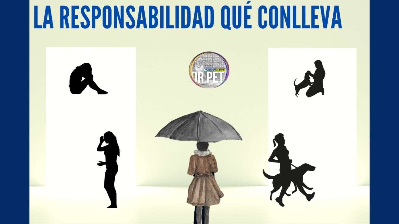 "La responsabilidad de tener un perro: Perspectivas sobre perros callejeros en México por Veterinaria Doctor Pet"