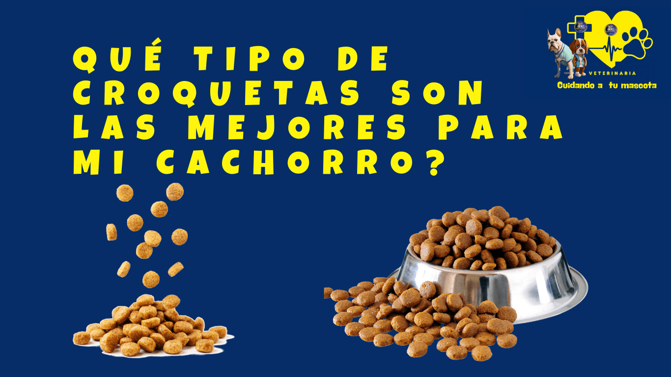 alimentacion en cachorros, cual es la mejor croqueta para un cachorro