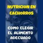 Alimentación en Cachorros Importancia de una Nutrición Adecuada