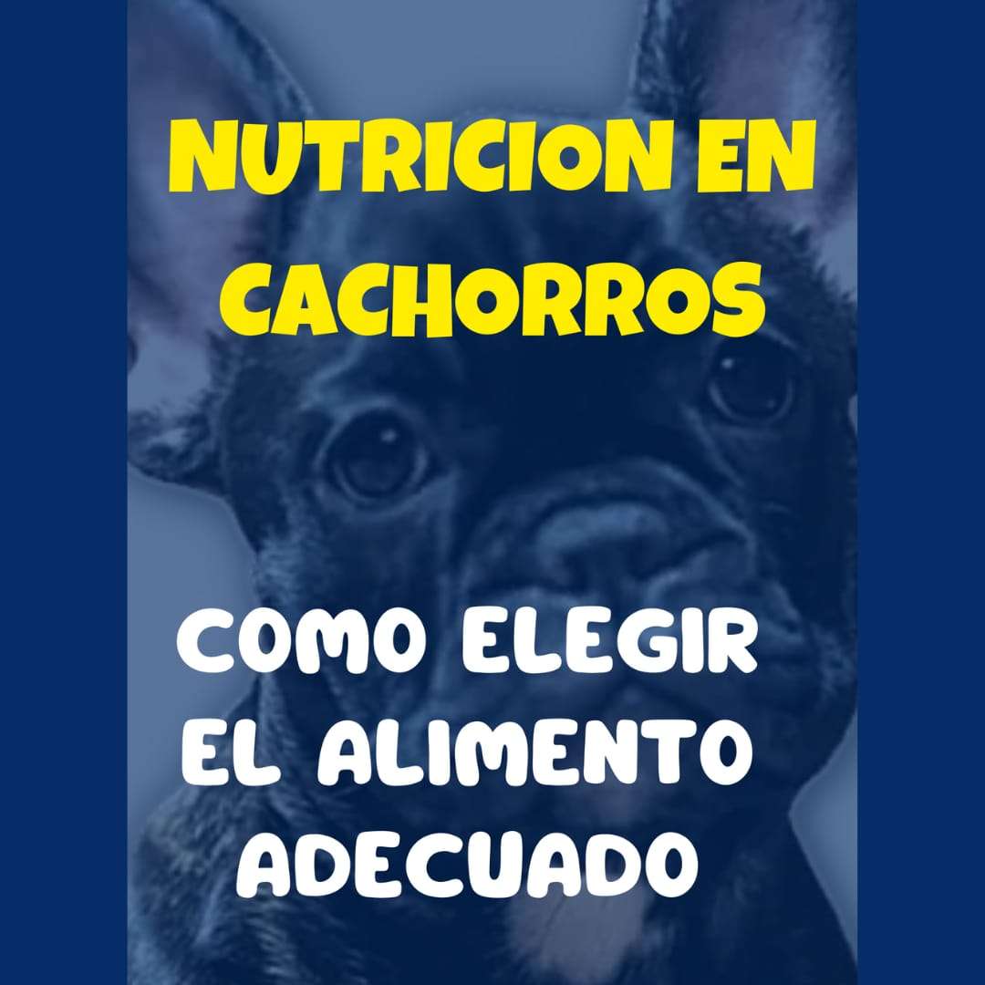 COMO ELEGIR EL ALIMENTO ADECUADO PARA TU CACHORRO. VETERINARIA DOCTOR PET