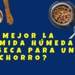 ¿Es Mejor la Comida Húmeda o Seca para Cachorros?