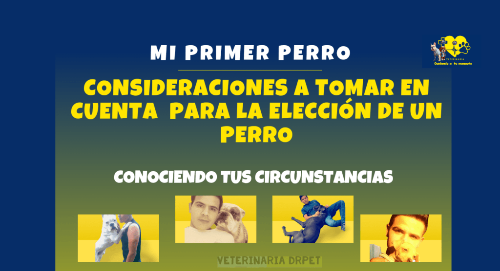 la eleccion de un perro mi primer perro consideraciones a tomar en cuenta para la eleccion de un perro