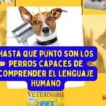 COMO APRENDE TU PERRO