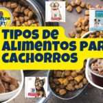 tipos de alimento para cachorros