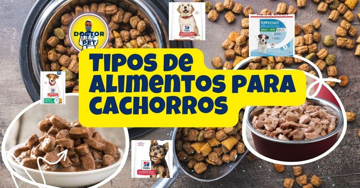 Tipode alimentos para cachorros veterinaria doctor pet Carlos Eduardo Cano