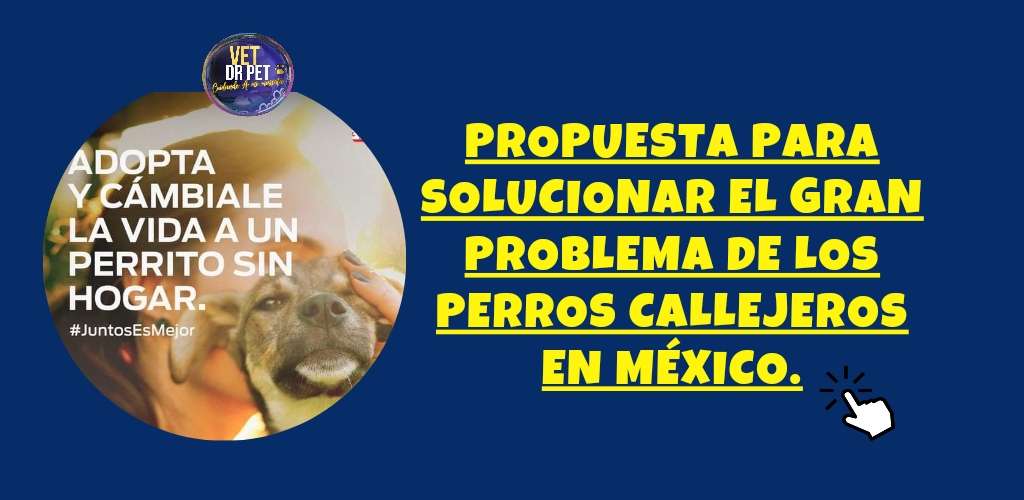 Propuesta para solucionar el gran PROBLEMA de los perros callejeros en México.