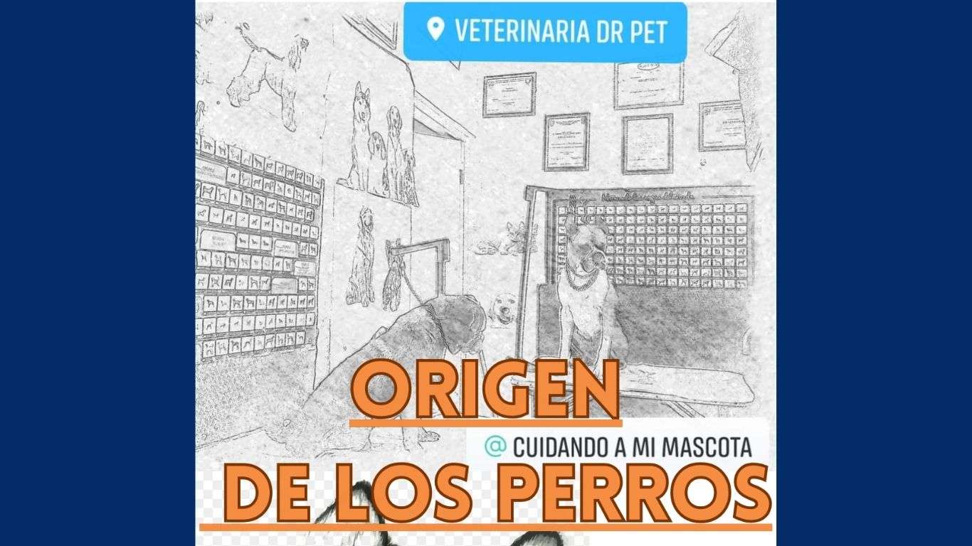 CUAL ES EL ORIGEN DE LOS PERROS