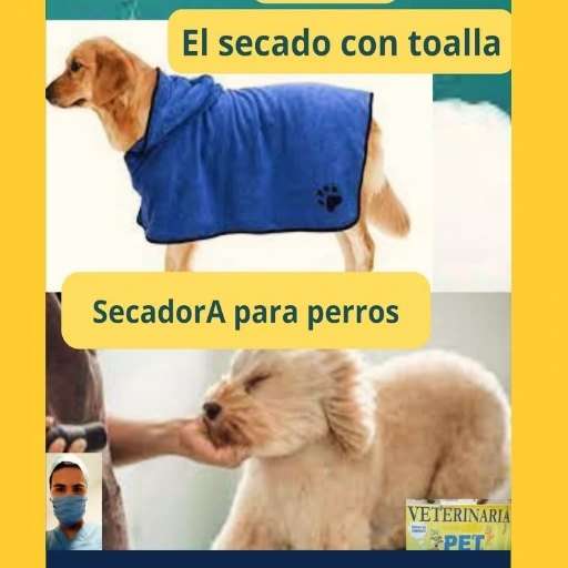 Cómo Secar a un Perro: Métodos y Recomendaciones de Productos