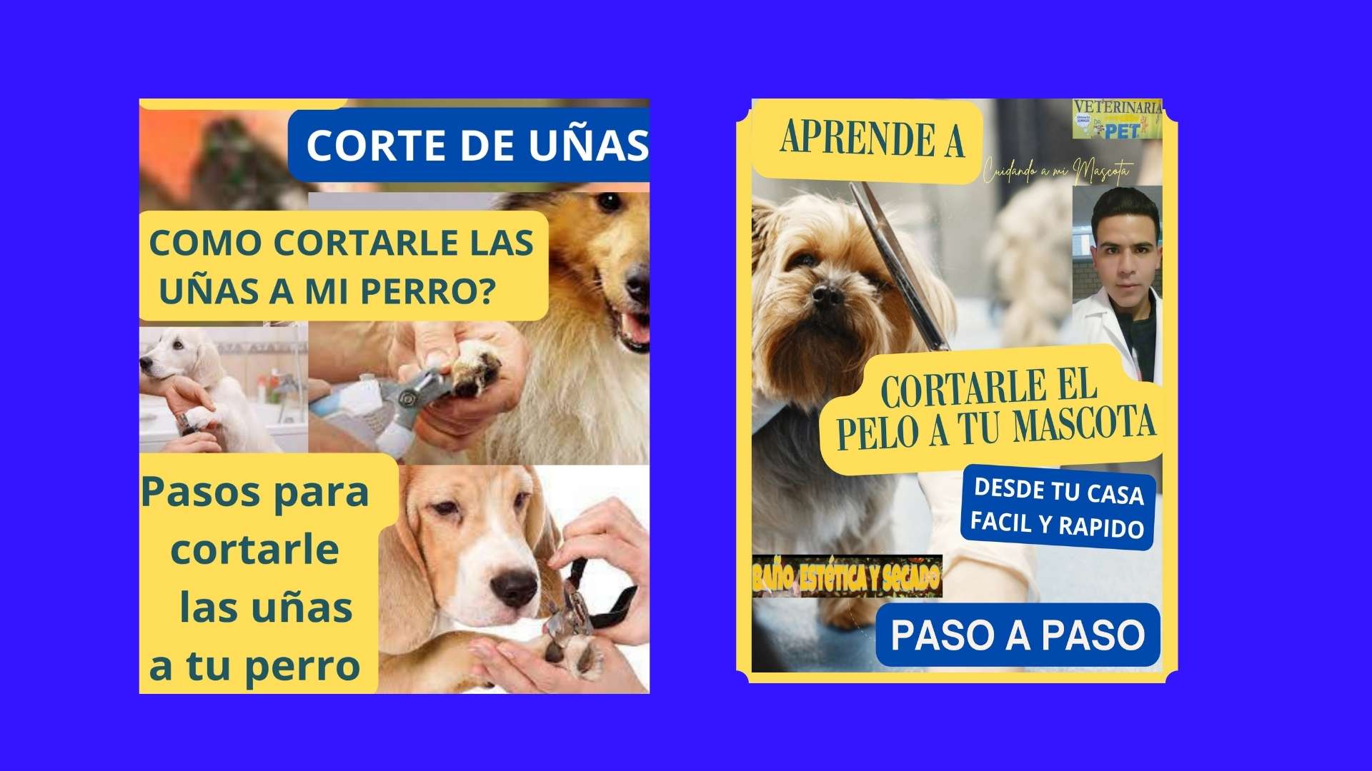 COMO CORTAR LAS UÑAS DE TU PERRO CONSEJOS VETERINARIA DOCTOR PET CARLOS CANO