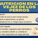 nutrición en la vejez en perros