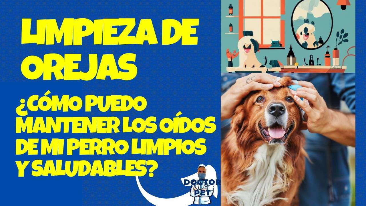 Cómo Limpiar las Orejas de Perros y Gatos: Guía para Dueños de Mascotas