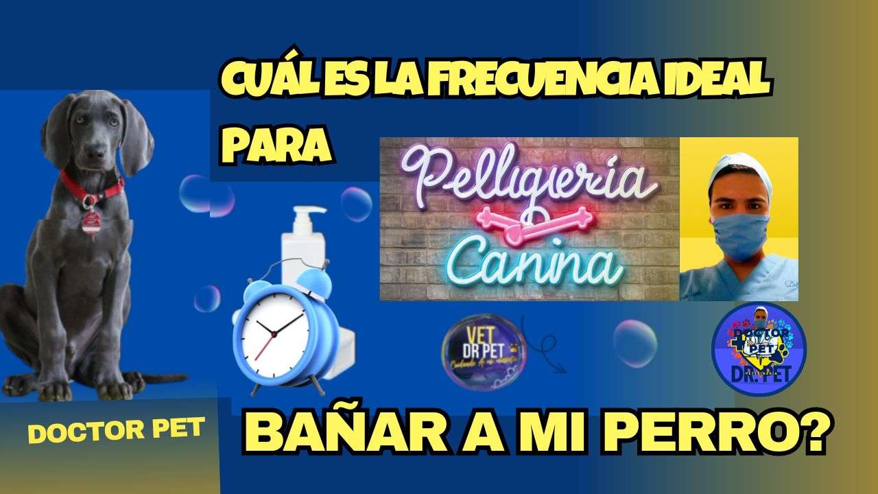 ¿Cuál es la Frecuencia Ideal para Bañar a Mi Perro?