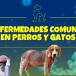 Principales ENFERMEDADES EN PERROS Y GATOS