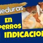 MORDEDURAS EN PERROS INDICACIONES