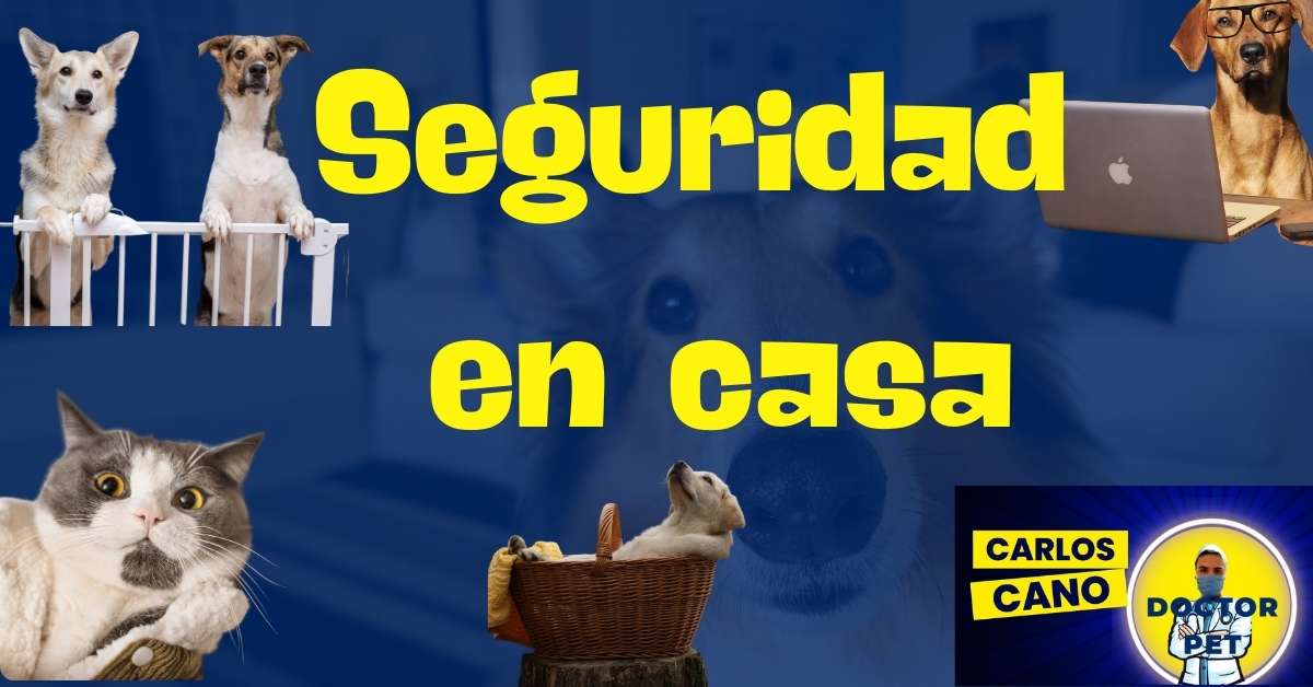 Seguridad-en-casa para mascotas dr pet carlos cano