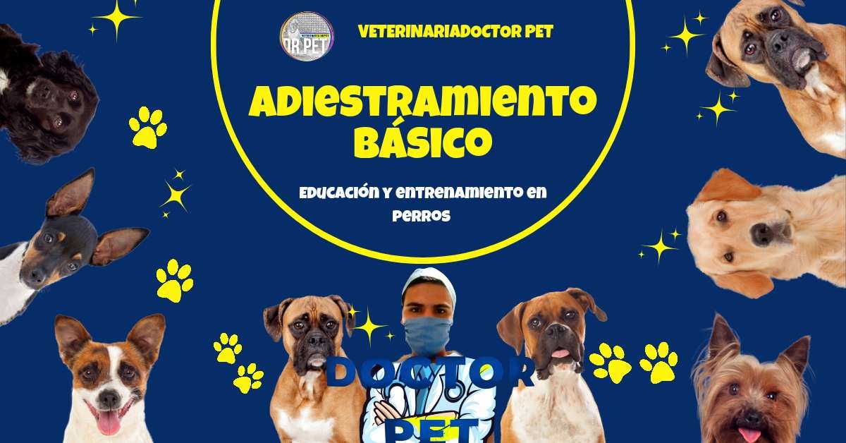 ADIESTRAMIENTO BASICO EN PERROS CARLOS CANO VET DR PET