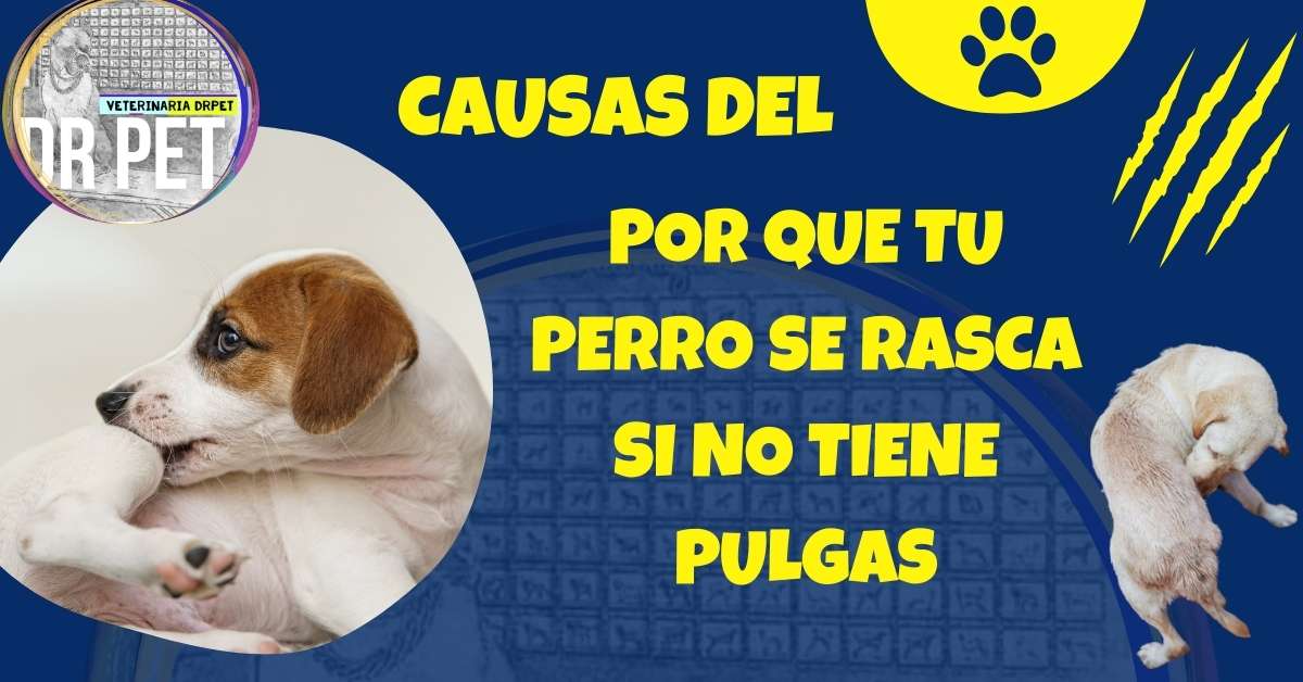 por que tu perro se rasca si no tiene pulgas