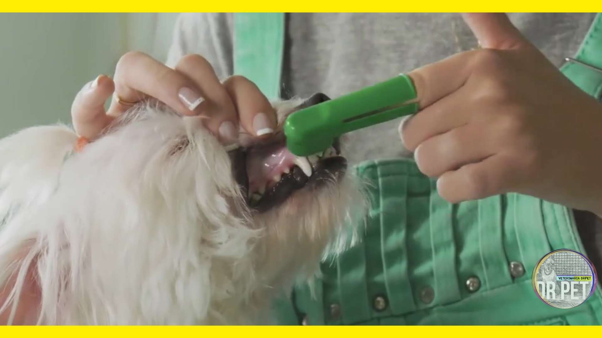 Cómo Cepillar los Dientes de un Perro: Guía Completa y Tipos de Cepillos