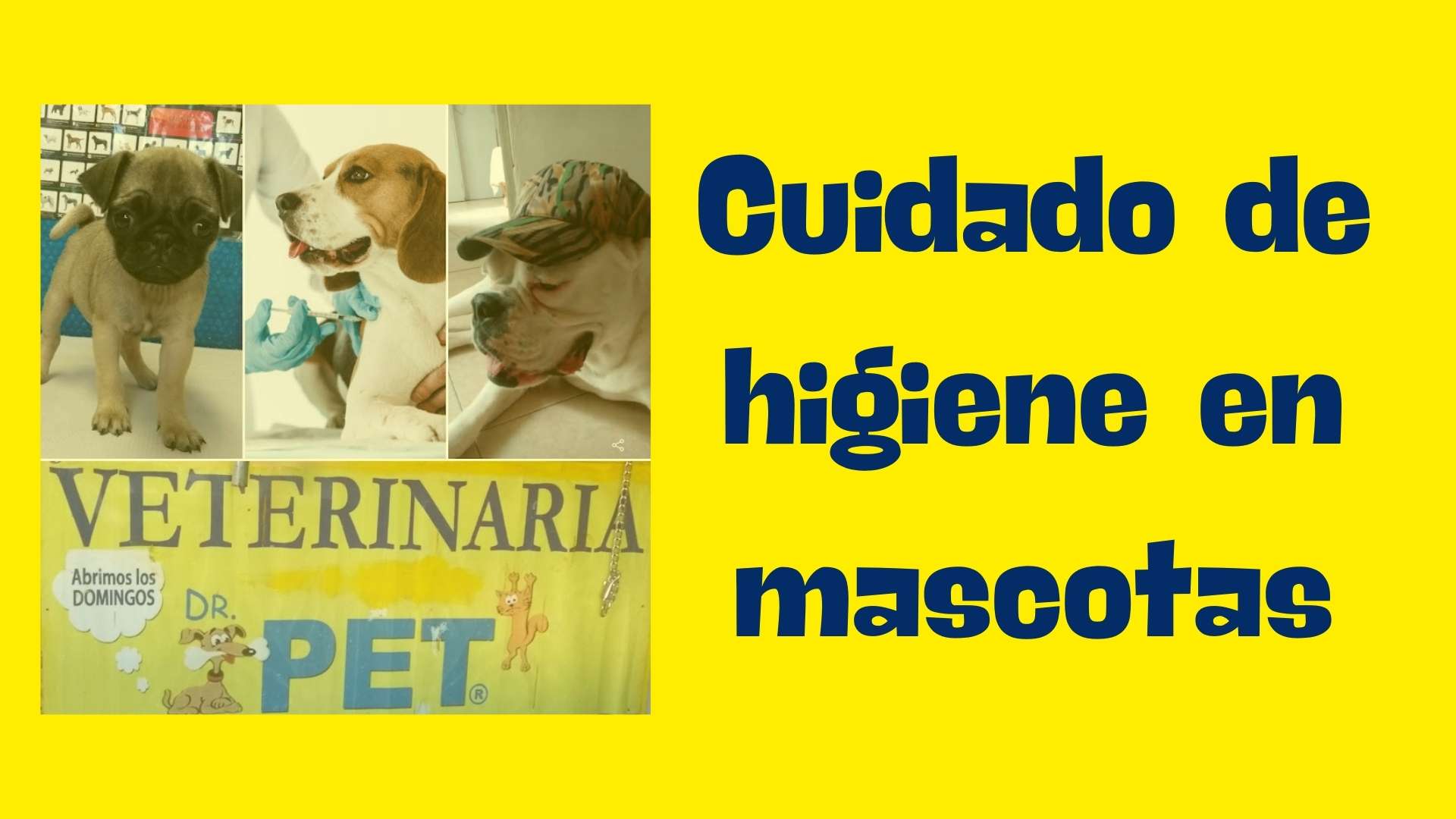 CUIDADO-DE-HIGIENE-EN-MASCOTAS DR PET CARLOS CANO