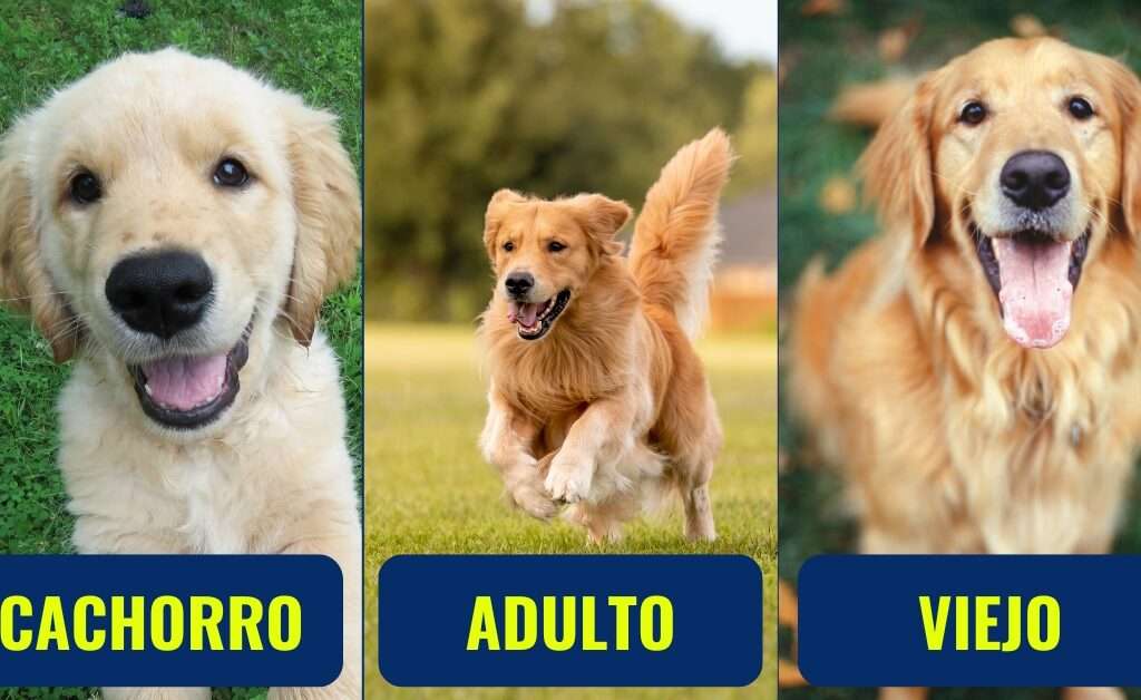 ETAPAS DE UN PERRO DR PET CARLOS CANO