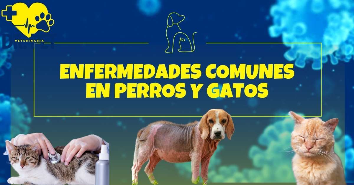 Enfermedades comunes en perros y gatos dr pet carlos cano