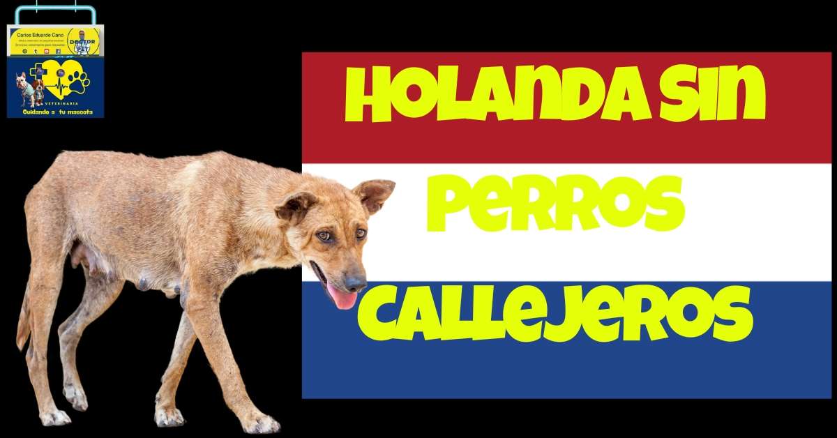 Holanda Sin Perros Callejeros