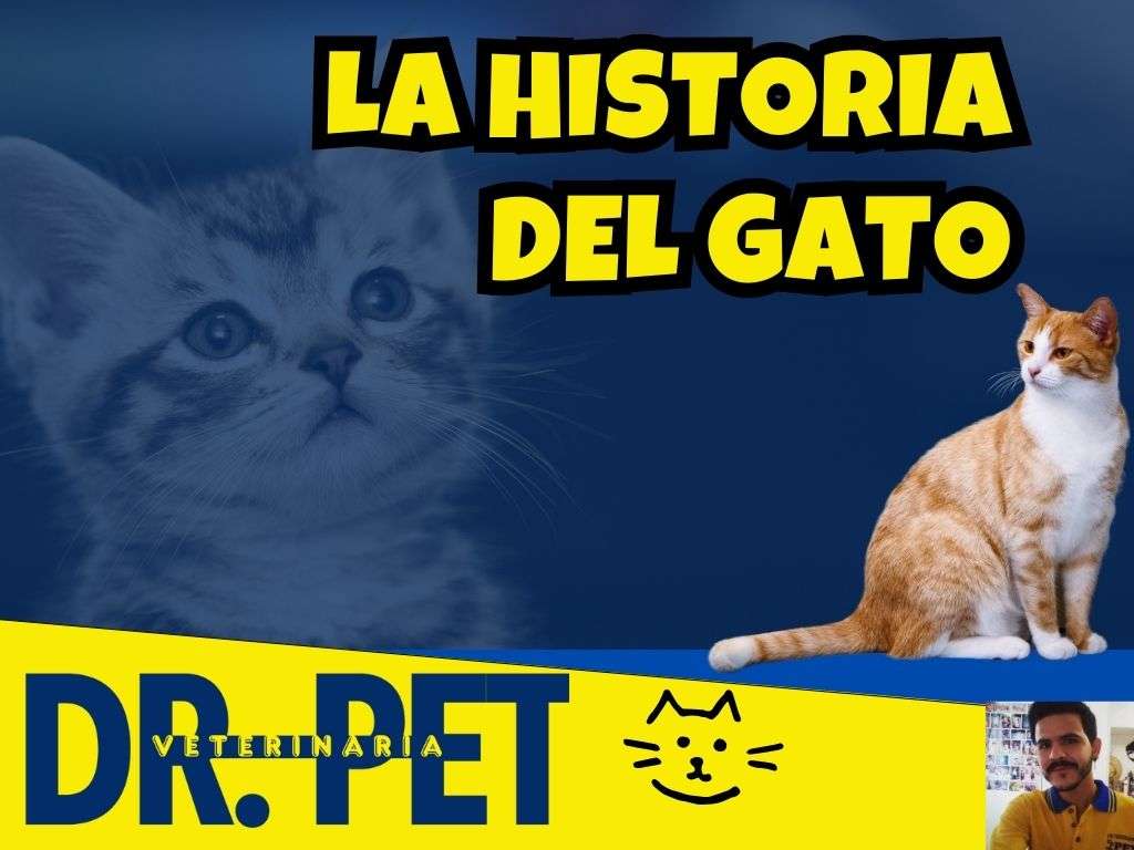 LA-HISTORIA-DEL-GATO-VETERINARIA-DOCTOR-PET-CARLOS-EDUARDO-CANO