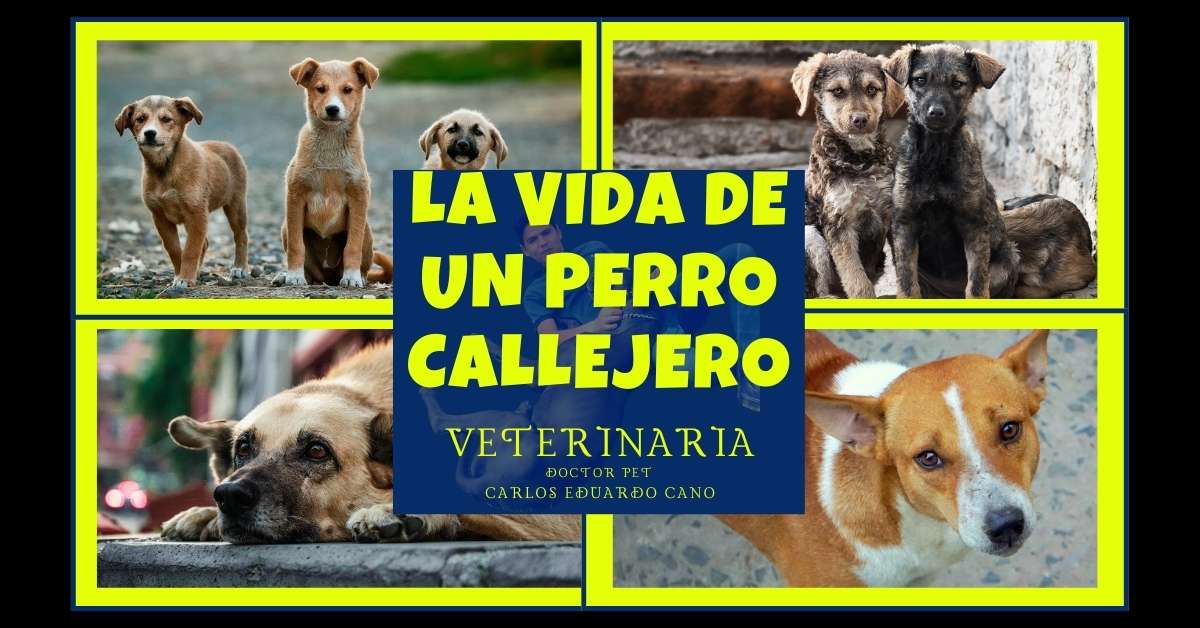 LA VIDA DE UN PERRO CALLEJERO DR PET CARLOS CANO