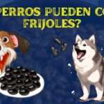 LOS PERROS PUEDEN COMER FRIJOLES?