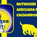 NUTRICION ADECUADA EN CACHORROS DR PET