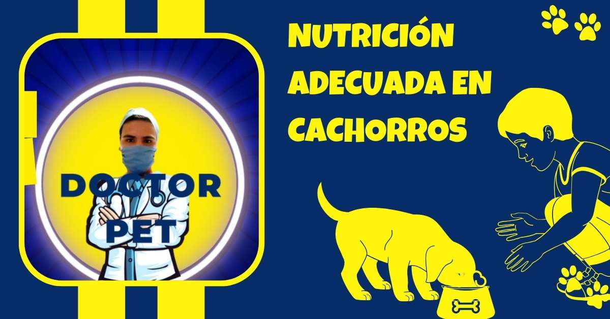 NUTRICION ADECUADA EN CACHORROS DR PET CARLOS CANO