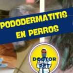 pododermatitis en perros