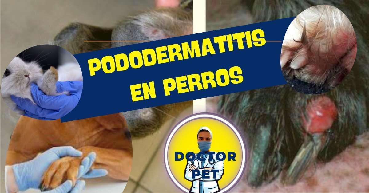 PODODERMATITIS-EN-PERROS-DR-PET-CARLOS-CANO