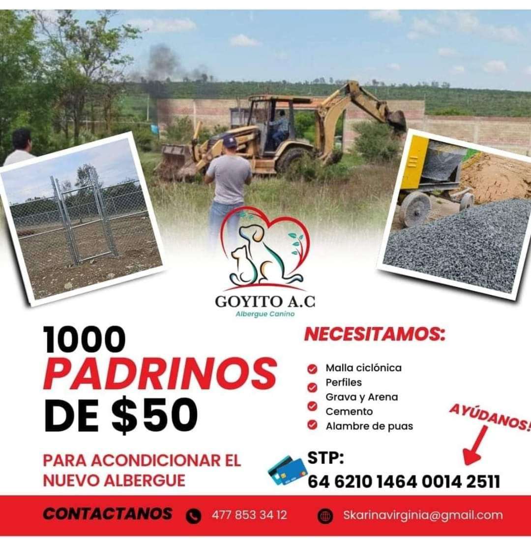 ¡Haz la Diferencia por Solo 50 Pesos: Ayuda a los Perros Callejeros del Refugio Goyito!